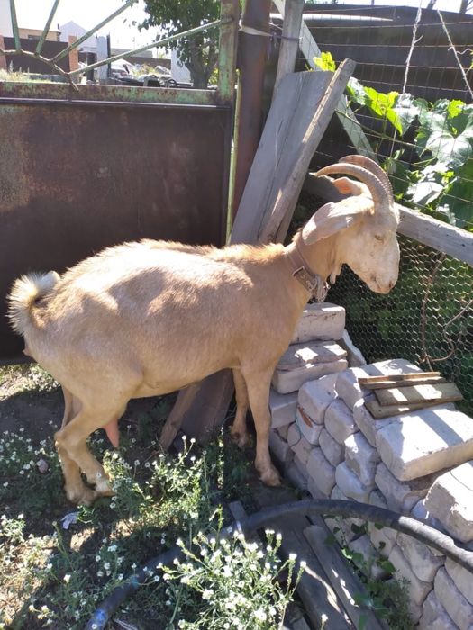 Продаются козы альпийки