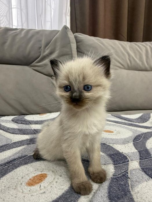 Британские котята