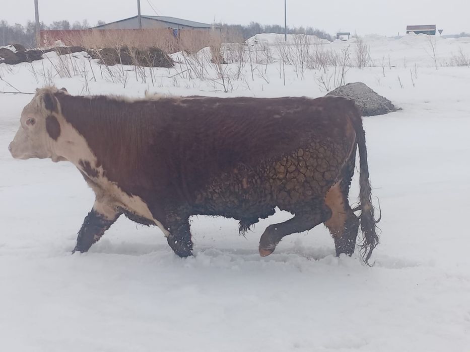 Продам белоголового быка