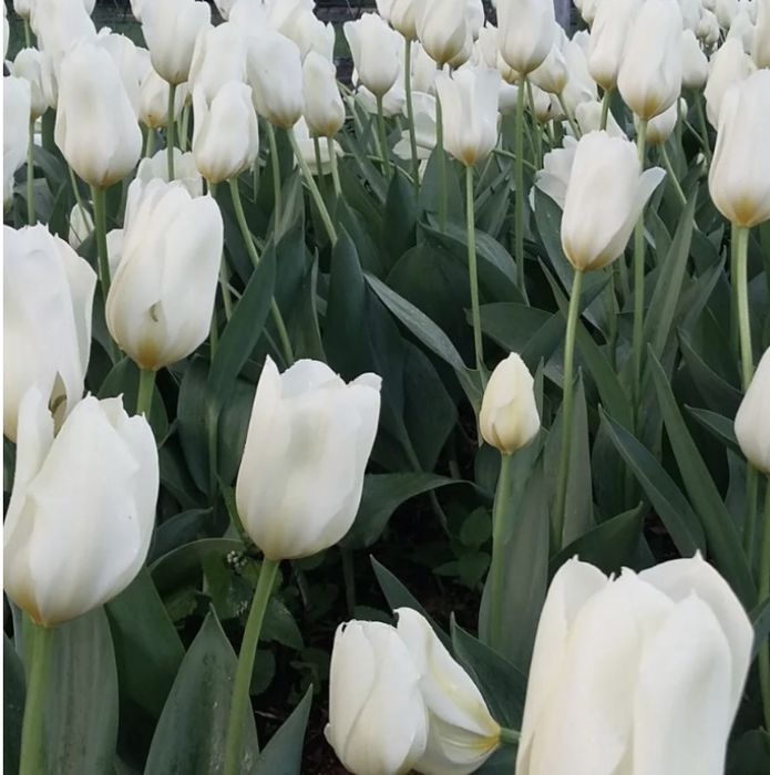 Тюльпаны из голандии