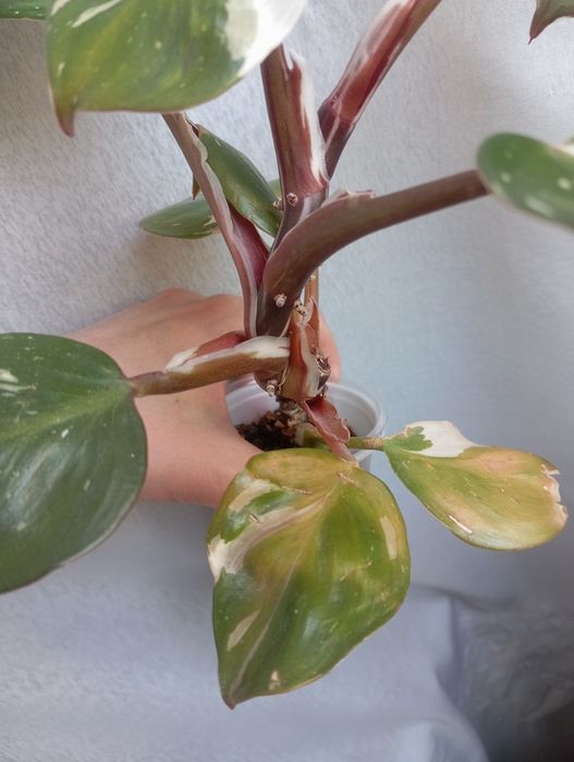 Филодендрон white knight