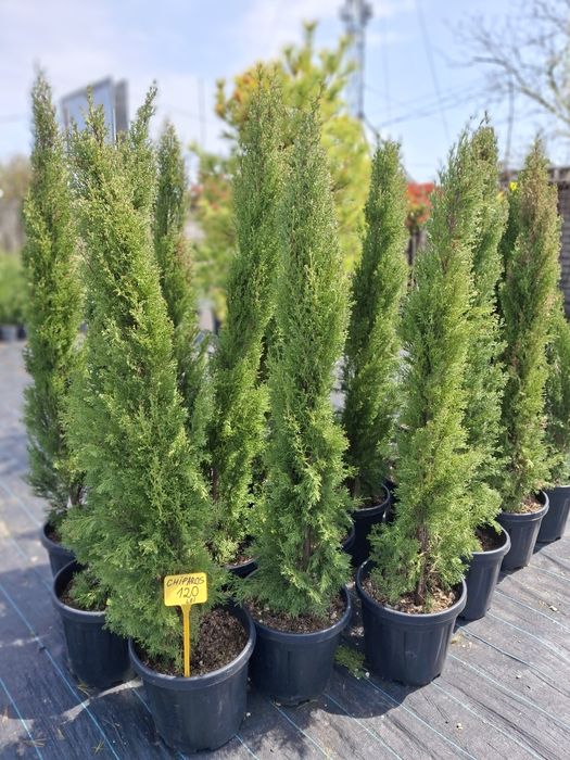 Deținem o gama larga de plante ornamentale