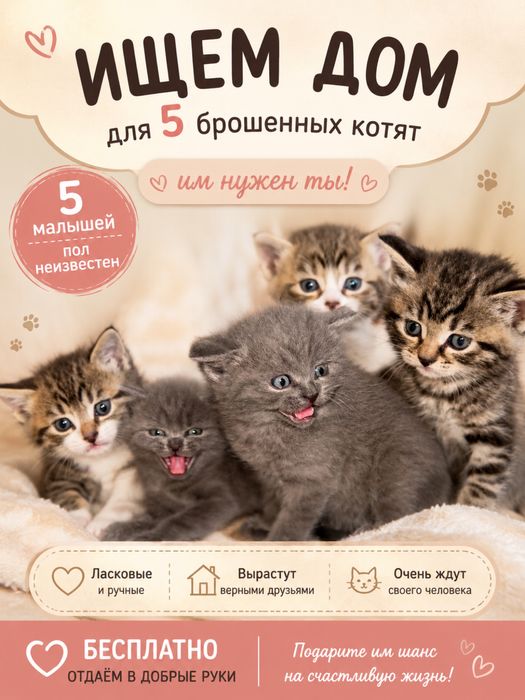 Котята в добрые руки Бесплатно