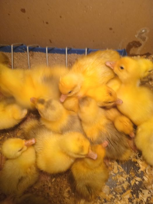 Продам суточных гусят