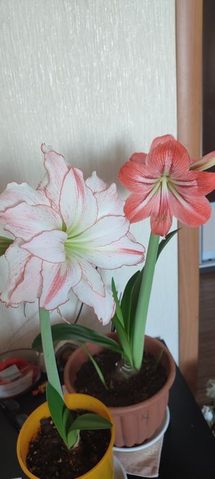 Комнатные цветущие цветы