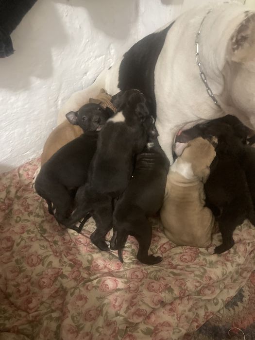 Щенков не осталос