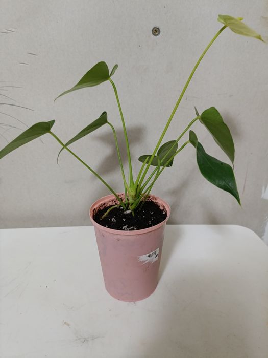 Антуриум Vanilla