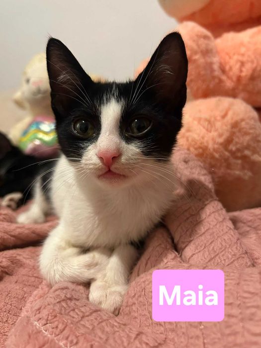 5 pui de pisica pentru adopție