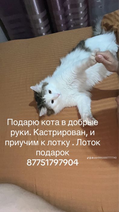 Кот кастрированный и приученный к лотку
