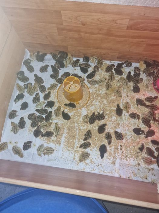 Prepelite 1 zi 2,5 lei bucata la cumpărarea a 200 de bucăți!