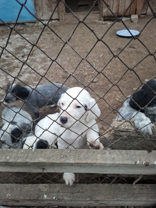 Щенки охотничьей породы