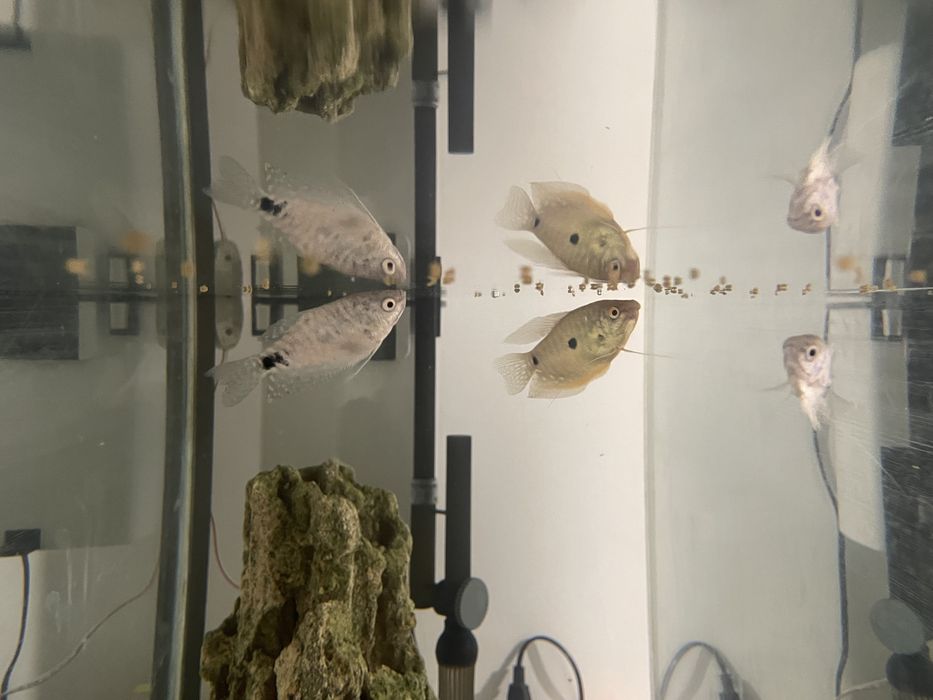 Гурами Рыбки здоровые