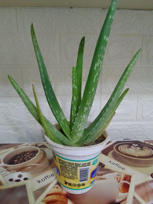 Алоэ Вера 200тг.