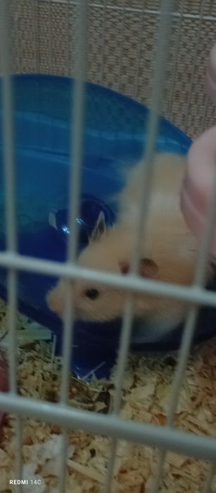 хомяк сирийский мальчик )