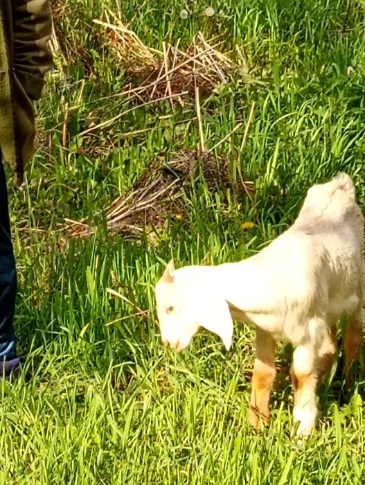 Vând 2 capre anglonubiene sunt la prima fătare