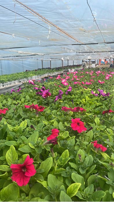 Каскадные петуньи