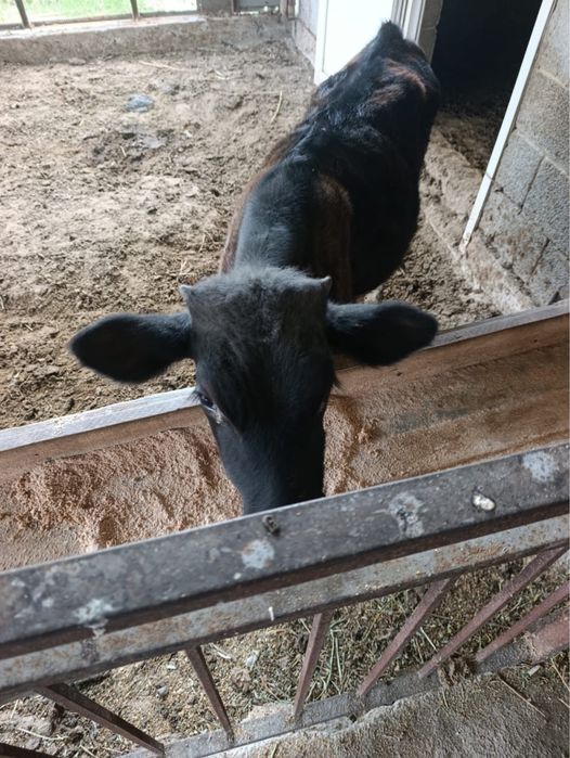 Продам бычка 9 месяцев