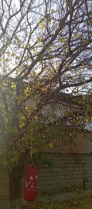 Otin sotiladi  отин сотилади