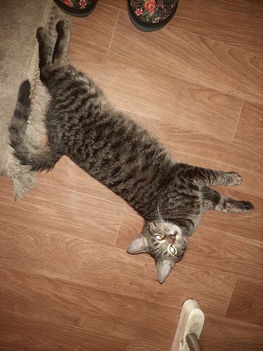 Отдам котенка 3 месяц