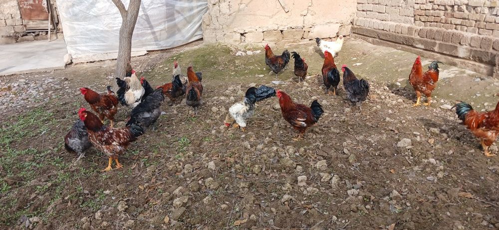 Хорозлар Оптим сотилади 20та