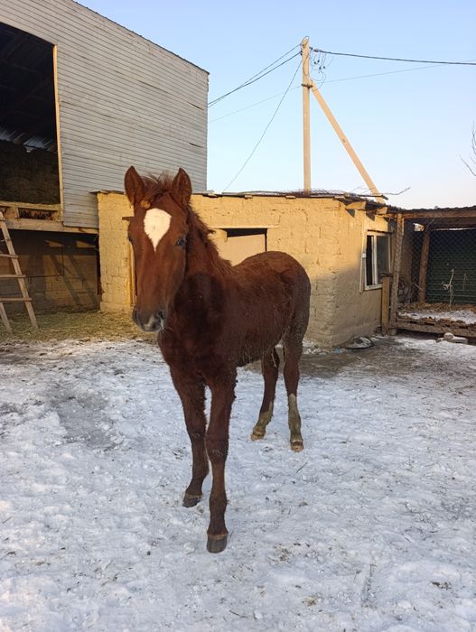 Продам жеребчика