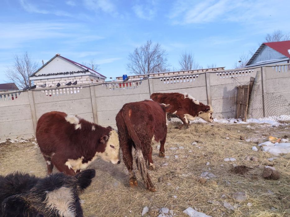 Сиыр сатыладыыыы