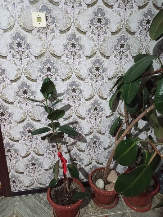 Фикус цветы для офиса и дома