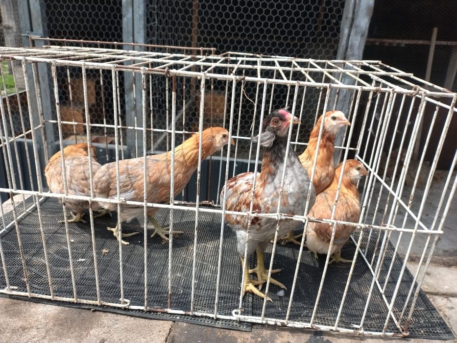 Vând găini araucana