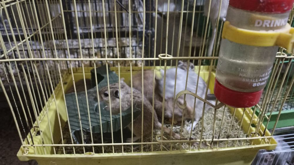 Песчаные белочки