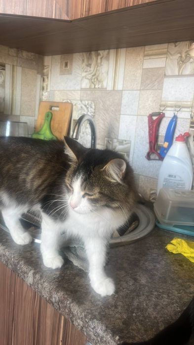 Кошка,ласковая и обрабработана