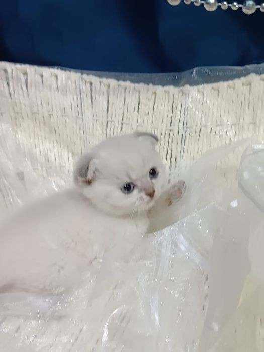 Котята 1.5 месяц