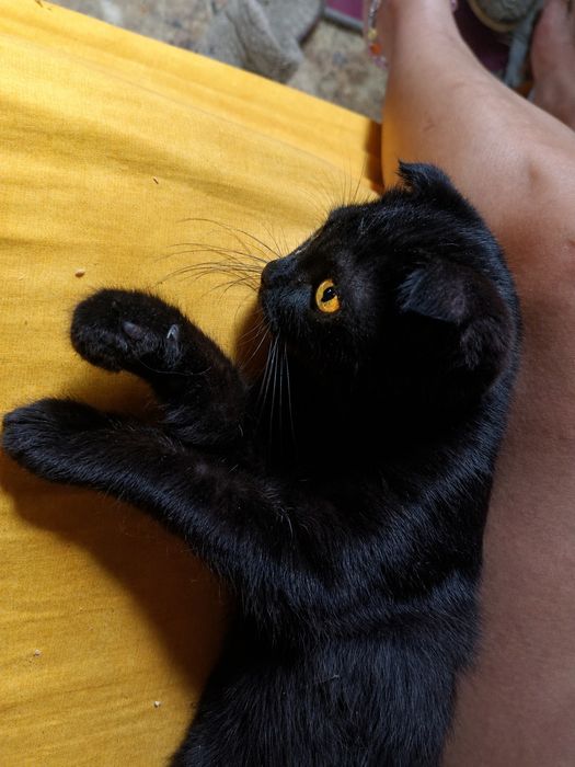 Красивая кошечка