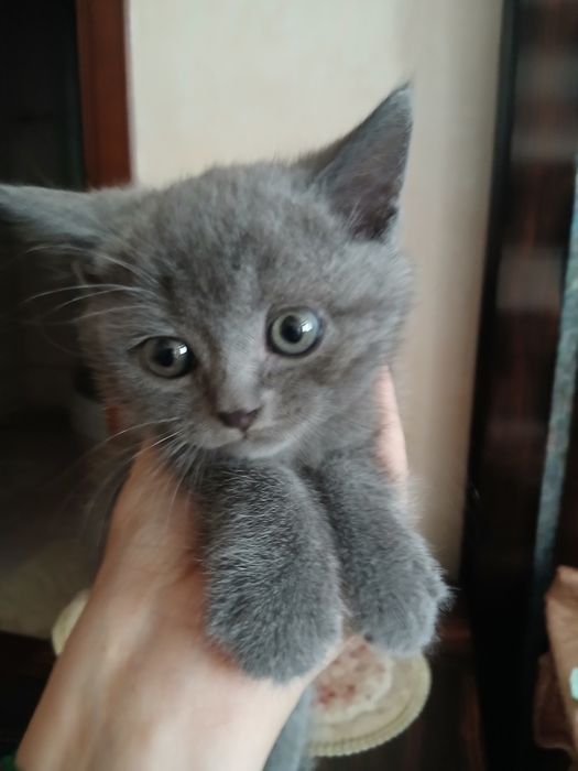 Котёнок  британец