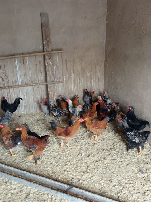 Продам домашних петухов