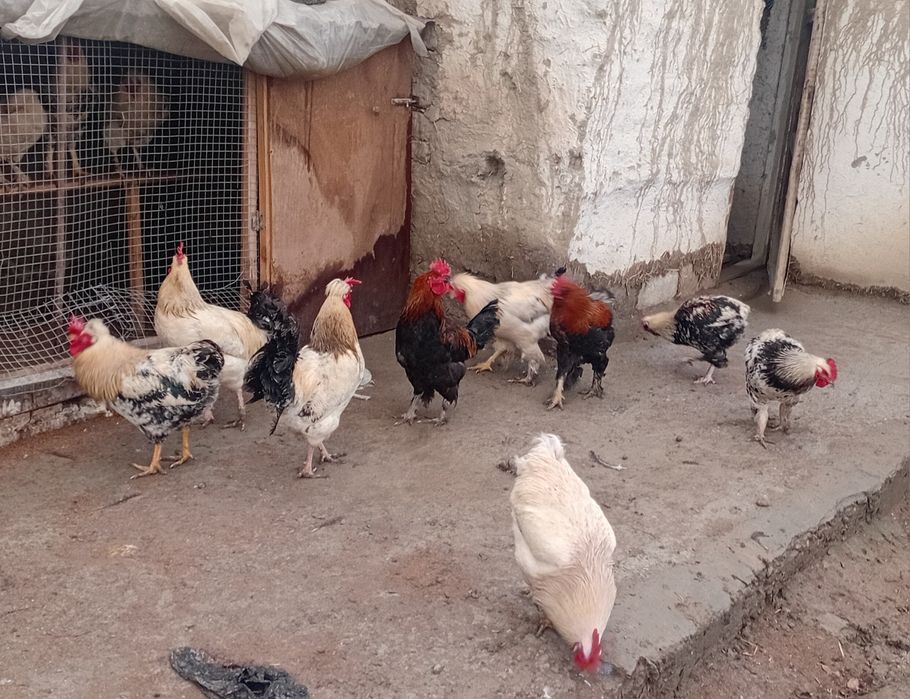 Navoiy viloyati karmana tumani