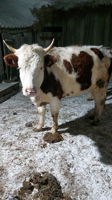 Продам тёлку 2-года!