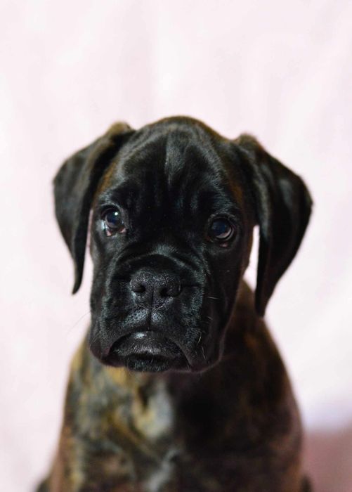 Pui Boxer cu pedigree