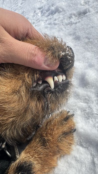 Продам ягдтерьер  девочка 2.6 года