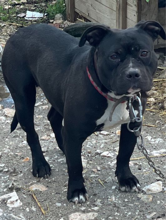 American bully американско були