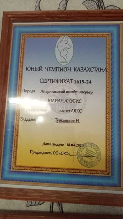 Американский питбуль терьер. Вязка