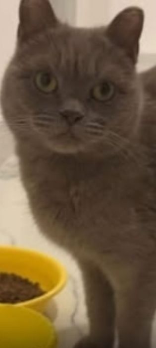 Мега ЛАСКОВАЯ Британочка!