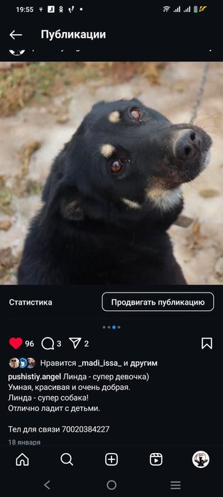 Преданные собачки ищут дом