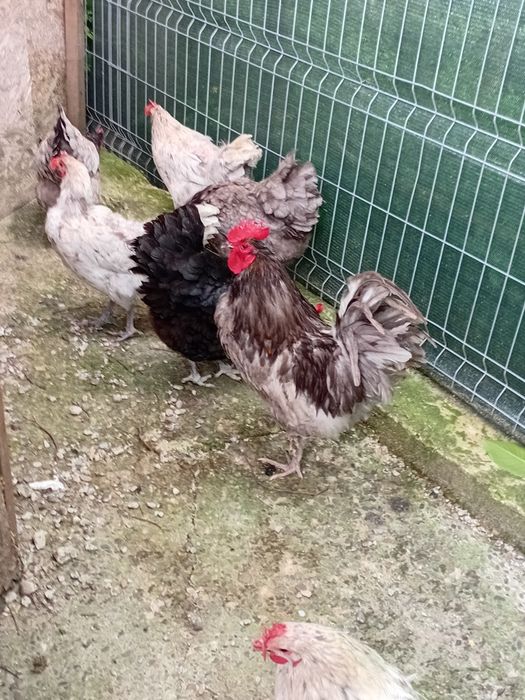 Oua incubat Australorp