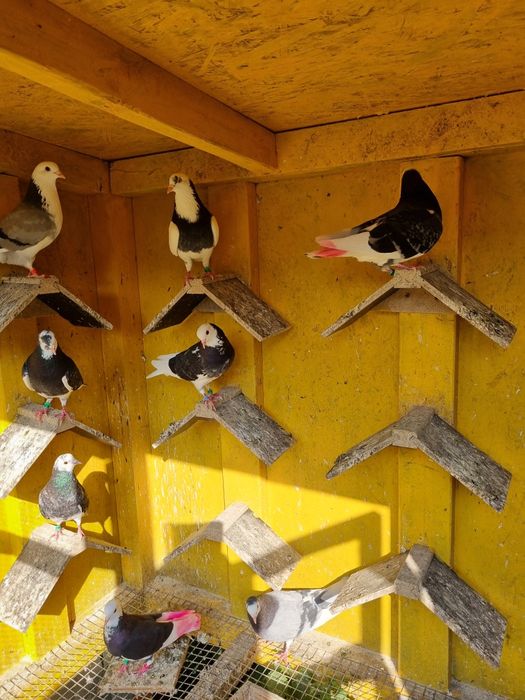 Birmigham rolleri porumbei