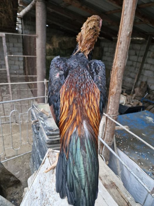 Таза канды кораз мекендер