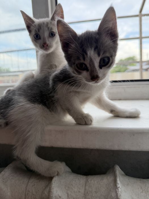 Отдам котят в добрые руки