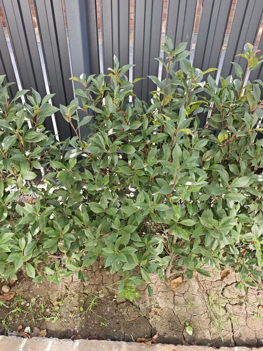 Gard viu/Arbusti/Tulpina - Photinia × fraseri "Red Robin" - Curte/Gradina