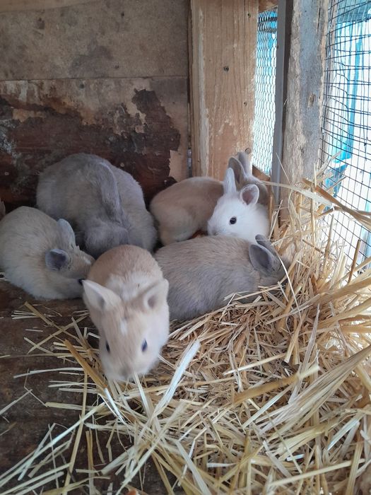 Кролики  крольчата