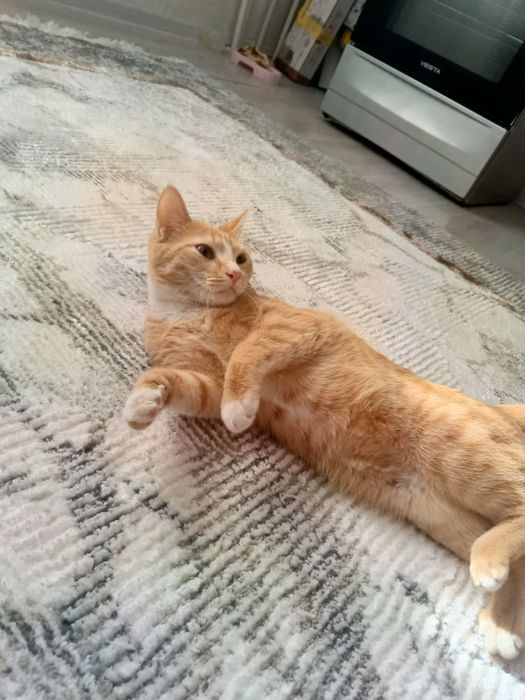 Damashni mushu latokga o'rgangan aqlli idishlari bilan