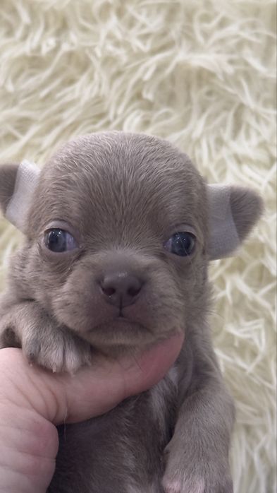 Очаровательные щенки чихуахуа